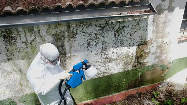 Top rated local Basement Mold Removal specialists in Flower Mound, TX
